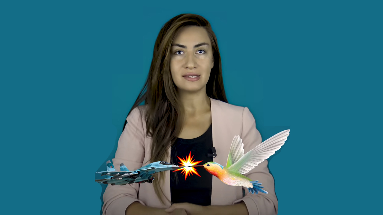 Komment - Təyyarələr quşla toqquşanda nə baş verir?